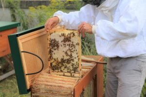 Erste Honigernte bei den Bienen im Olympiastadion Berlin